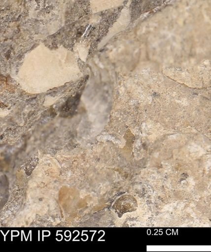 undet. Mollusca