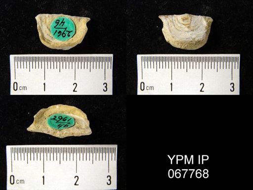 Leptaena rhomboidalis