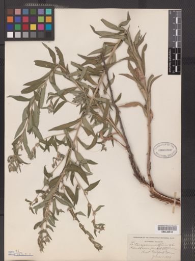 Lithospermum officinale