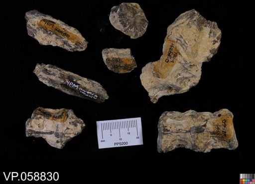 undet. Actinopterygii