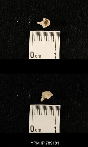 undet. Brachiopoda