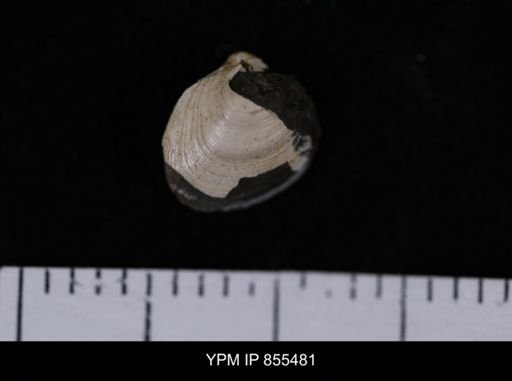 Limopsis striatopunctatus
