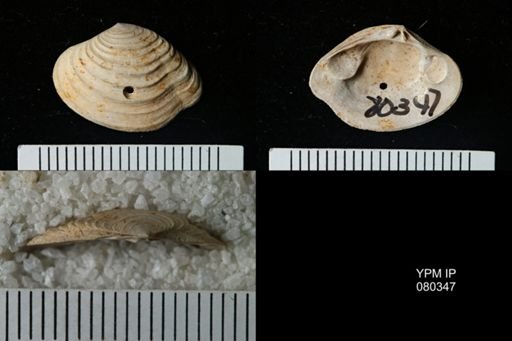 Lirodiscus tellinoides