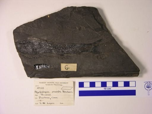 Ptycholepis marshi