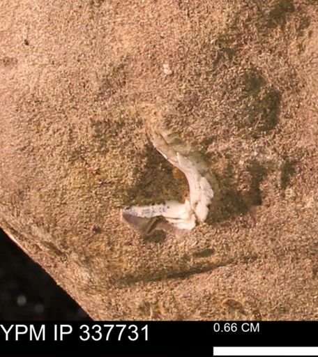 undet. Mollusca