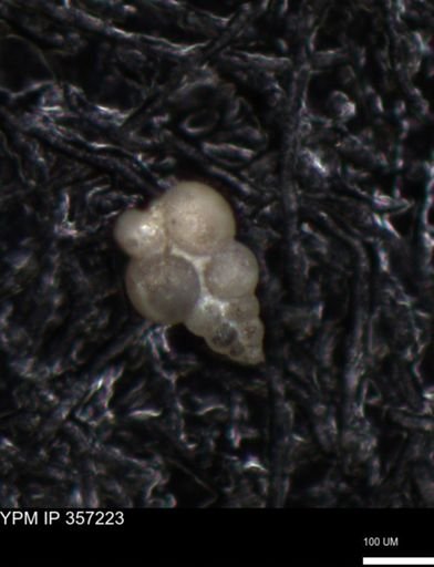 undet. Foraminiferida