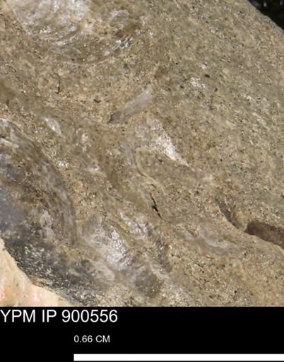 Anomia gryphorhyncha