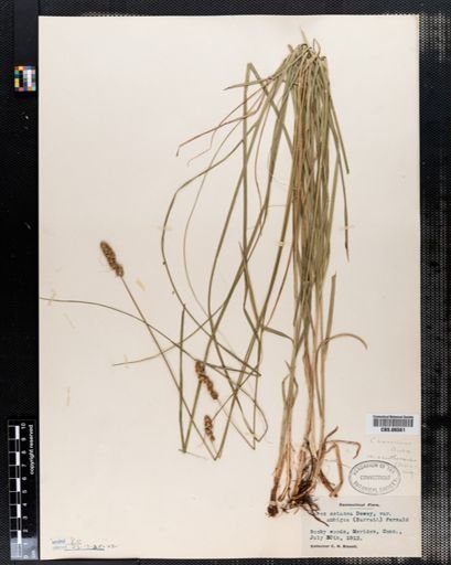 Carex setacea