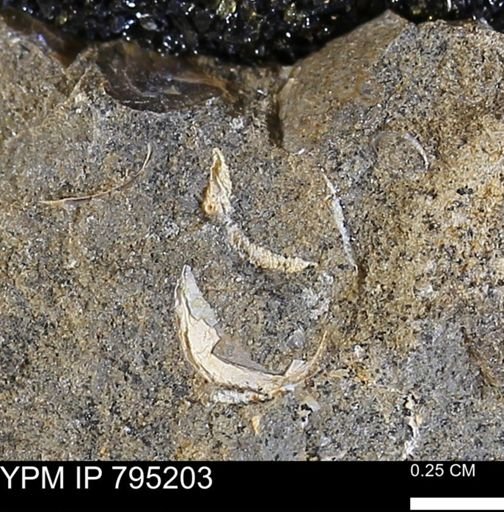undet. Bivalvia