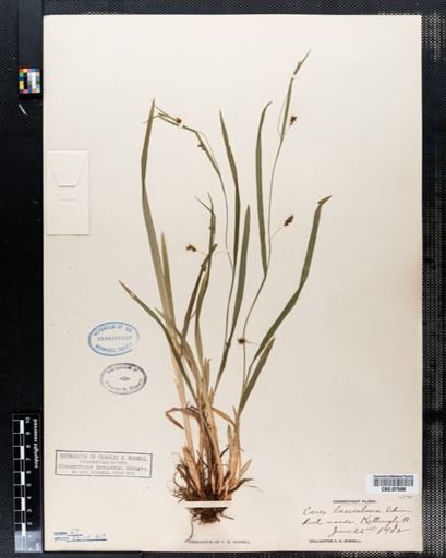 Carex laxiculmis