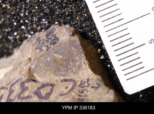 undet. Mollusca