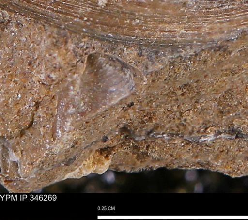 Limopsis striatopunctatus