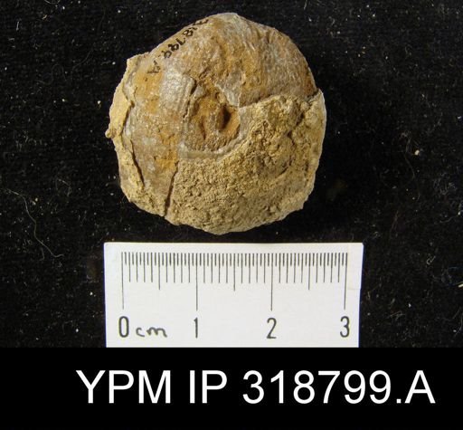 Productus cora