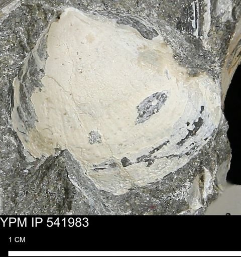 Protocardia?
