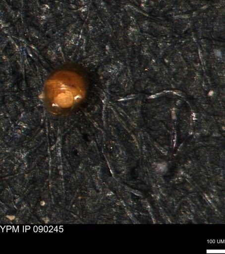 Foraminiferida