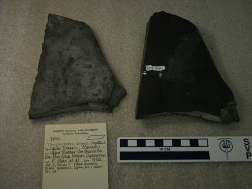 Tanytrachelos ahynis