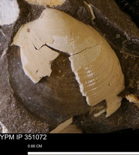 Limopsis striatopunctatus