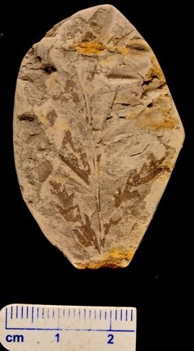 Asplenium dicksoneana