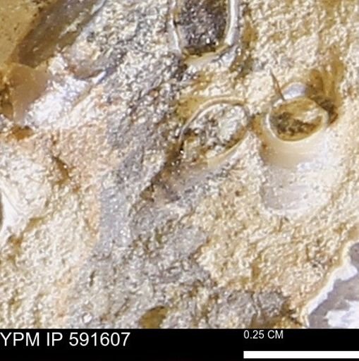 Serpulidae
