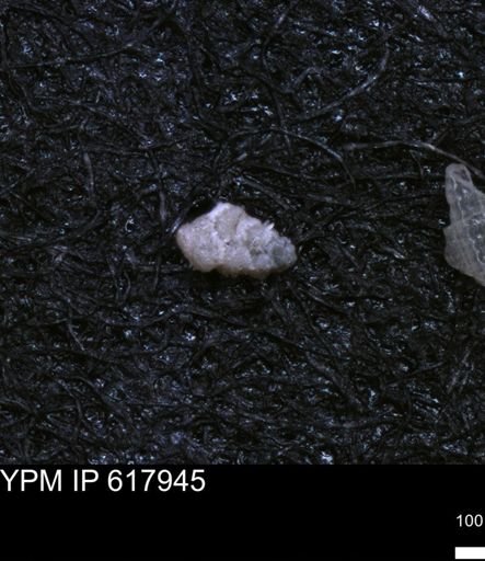 undet. Heterohelicidae