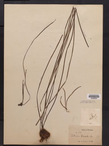 Vittaria