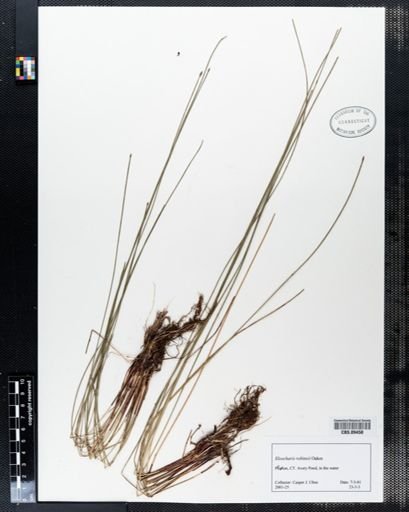Eleocharis robbinsii