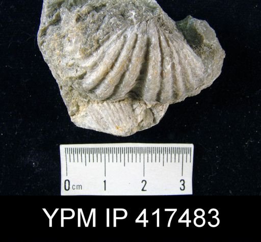 Spirifer cyclopterus