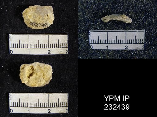 Chonetes granulifer