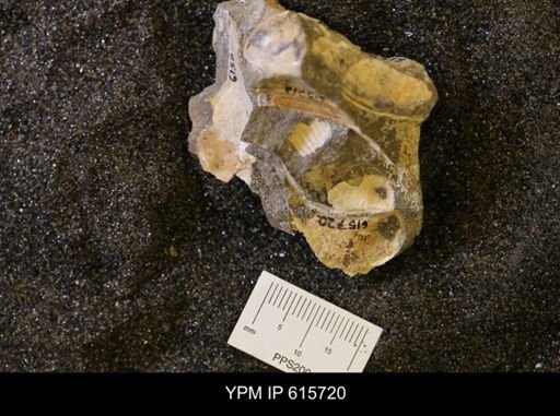 undet. Bivalvia