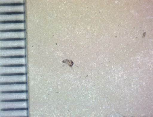 Diptera?