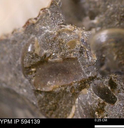 Limopsis? striatopunctatus