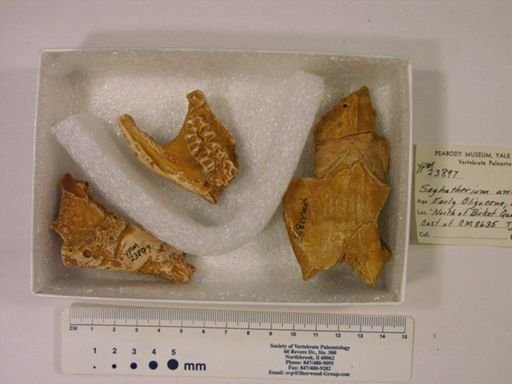 Saghatherium antiquum