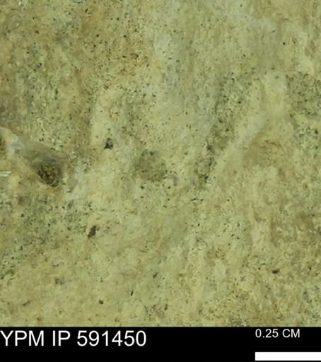Bivalvia?