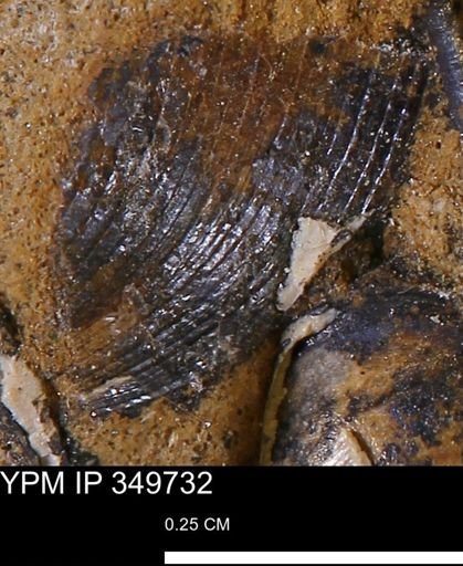 Limopsis striatopunctatus