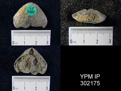 Meristella sp.