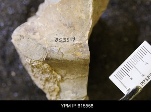 Baculites sp.