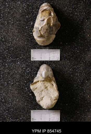 Gryphea washitaensis