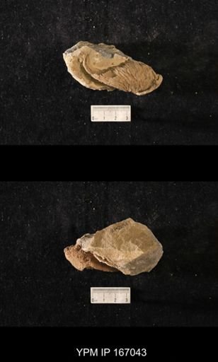 Brachiospongia digitata