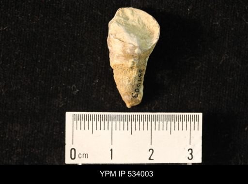 undet. Rugosa