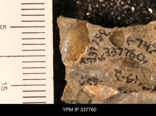 undet. Bivalvia
