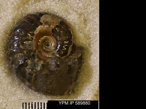 undet. Scaphitidae