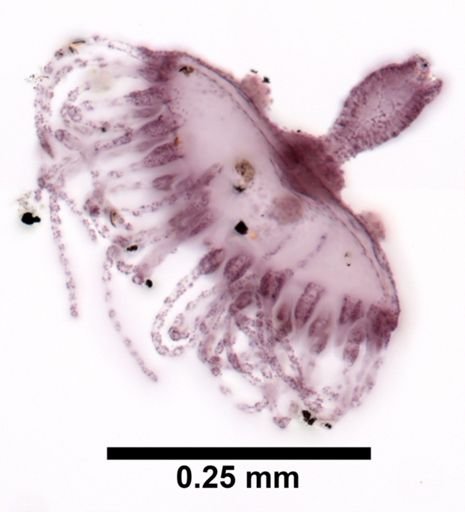 Obelia