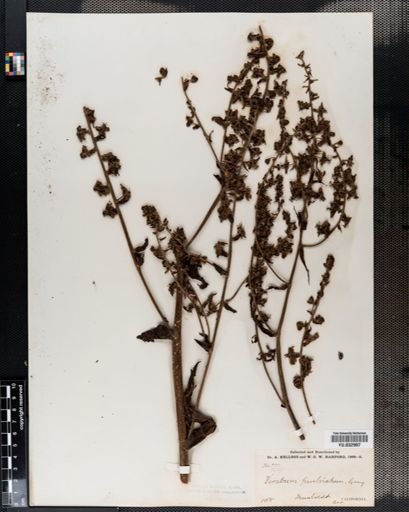Veratrum