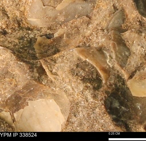 Protocardia subquadrata