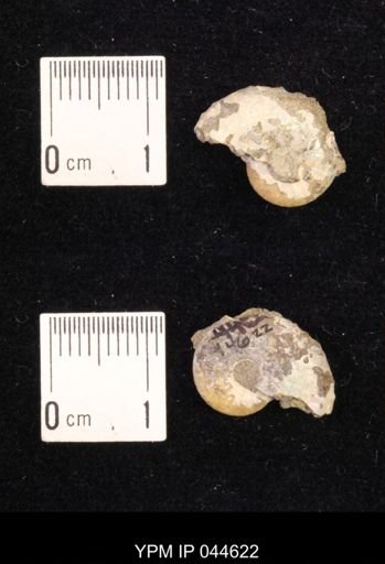 Sphenodiscus lenticularis