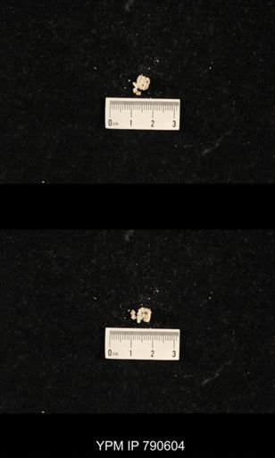 undet. Bryozoa