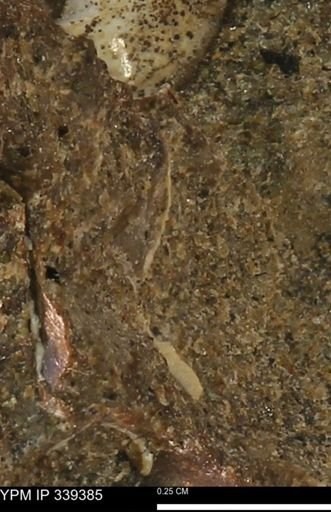 undet. Mollusca