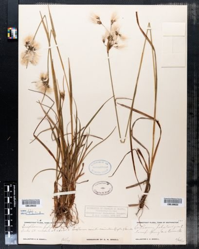 Eriophorum polystachion