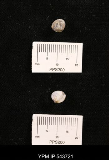 Protocardia sp.