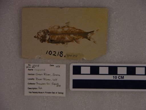 Clupeoidei